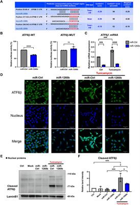 miR-1260b inhibits periodontal bone loss by targeting ATF6β mediated regulation of ER stress